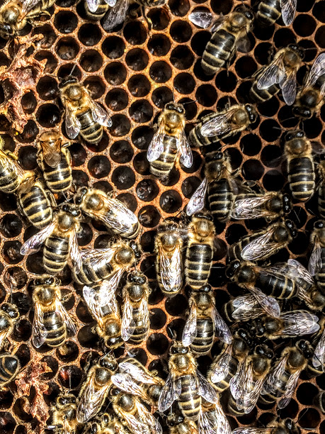 bijen in honingraat